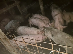 Vand porci si purcei - imagine 3