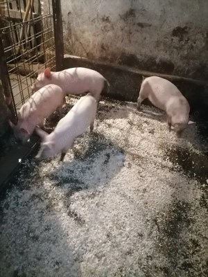 Vând purcei marele alb detali la   