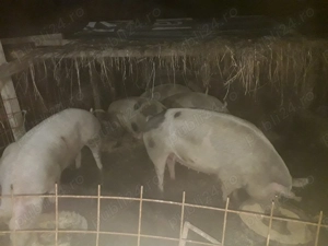 Vand porci si purcei - imagine 4