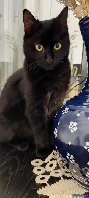 Ofer spre adopție două pisici superbe