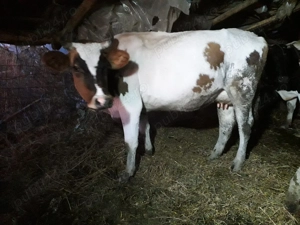 Vaca de vanzare la al 2-lea vitel!