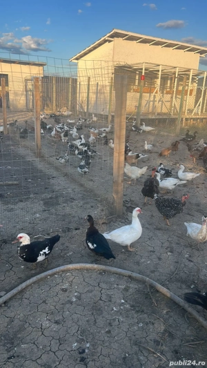 Rate Lesesti - imagine 2