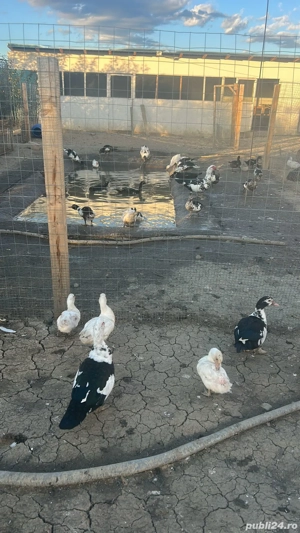 Rate Lesesti - imagine 3