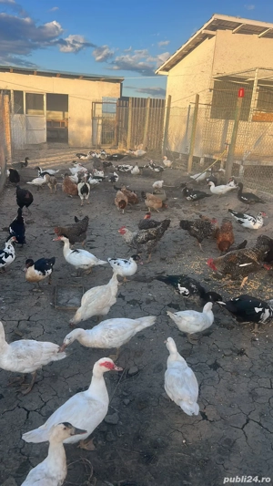 Rate Lesesti - imagine 4