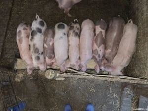 purcei de 8 săptămâni, de vânzare - imagine 2