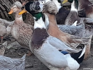 Pereche rațe moțate 