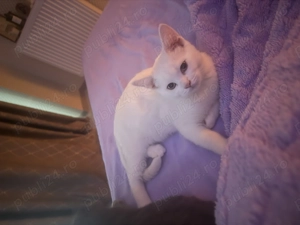 Pisica British short hair 