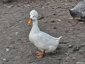 Pereche rațe moțate  - imagine 2