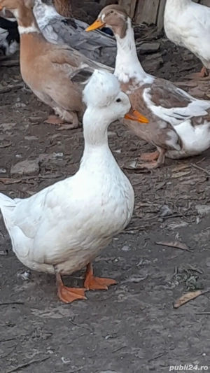Pereche rațe moțate  - imagine 3