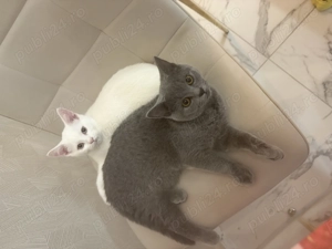 Pisica British short hair  - imagine 2