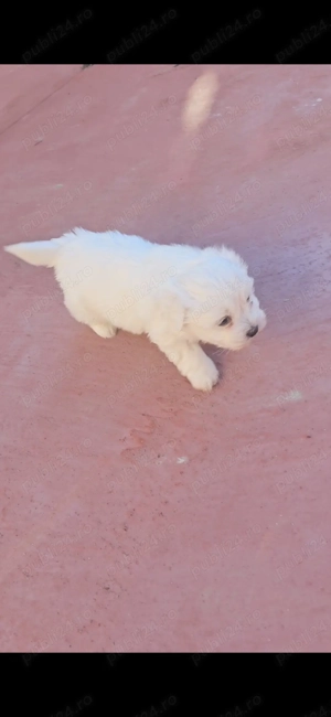 Bichon maltez