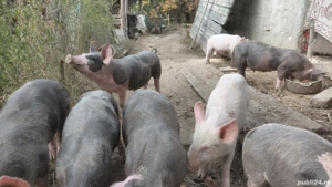 Vand purcei - imagine 4