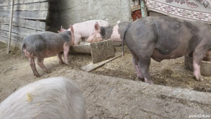 Vand purcei - imagine 3