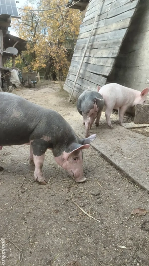 Vand purcei - imagine 2