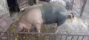 Vând purcică de tăiat  - imagine 2