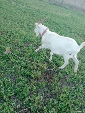 Vând țap Sanen de anul asta