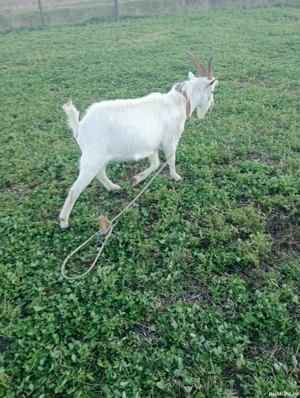 Vând țap Sanen de anul asta  - imagine 4