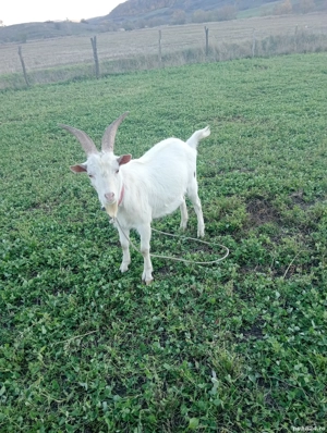 Vând țap Sanen de anul asta  - imagine 2