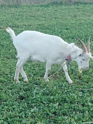 Vând țap Sanen de anul asta  - imagine 3