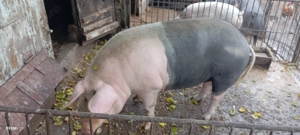 Vând purcică de tăiat 