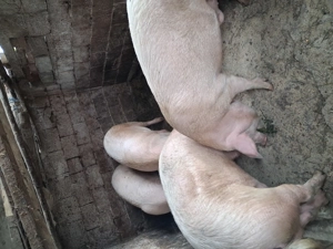 Porc devănzare - imagine 4  Porc devănzare - imagine 4