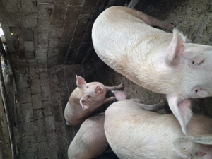 Porc devănzare - imagine 2  Porc devănzare - imagine 2