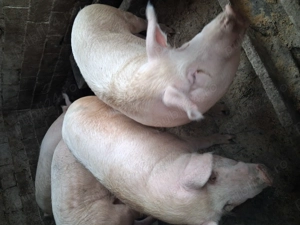 Porc devănzare - imagine 5  Porc devănzare - imagine 5