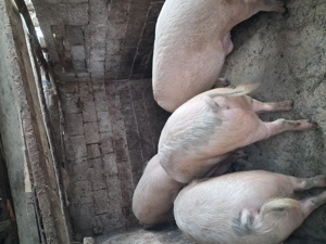 Porc devănzare - imagine 3  Porc devănzare - imagine 3