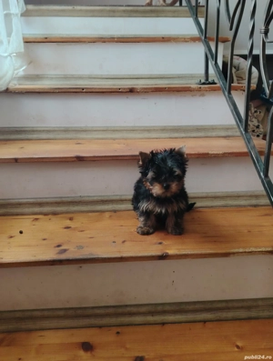 Yorkshire Terrier cu pedigree