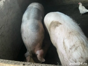 porci de vânzare - imagine 4