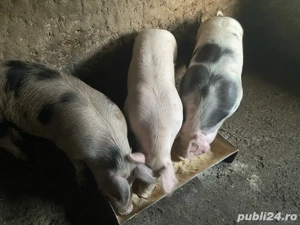 porci de vânzare - imagine 2