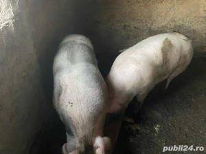 porci de vânzare - imagine 3
