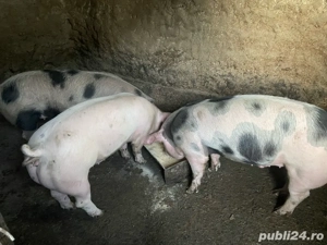 porci de vânzare - imagine 5