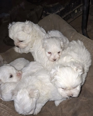 Bichon maltez mini - imagine 2 Bichon maltez mini - imagine 2