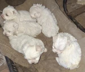 Bichon maltez mini - imagine 3 Bichon maltez mini - imagine 3