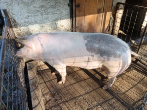 Scroafa de vanzare 240 kg