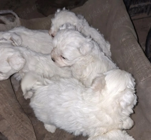 Bichon maltez mini - imagine 4 Bichon maltez mini - imagine 4
