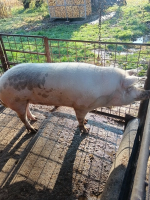 Scroafa de vanzare 240 kg - imagine 2