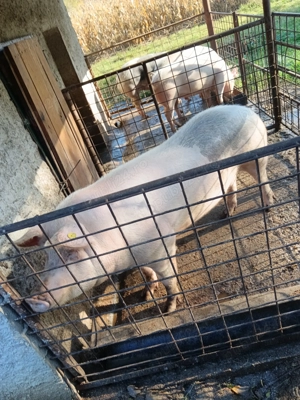 Scroafa de vanzare 240 kg - imagine 5