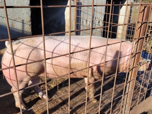 Porc de vânzare - imagine 3 Porc de vânzare - imagine 3