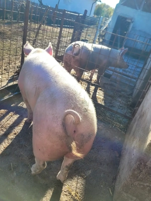 Porc de vânzare - imagine 2 Porc de vânzare - imagine 2