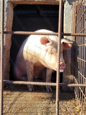 Porc de vânzare - imagine 4 Porc de vânzare - imagine 4