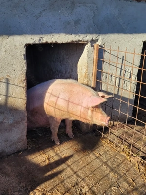 Porc de vânzare - imagine 5 Porc de vânzare - imagine 5