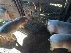 Purcei de 9 săptămâni - imagine 4 Purcei de 9 săptămâni - imagine 4