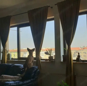 COMISION 0% | Apartament 4 Camere | Calea Torontalului | 110 mp - imagine 7