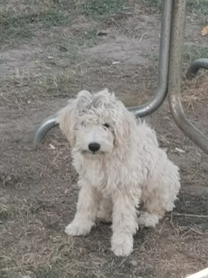 Cățeluse cauta casuta