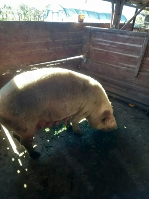 Purcei de 9 săptămâni - imagine 5 Purcei de 9 săptămâni - imagine 5