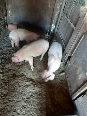 Purcei de 9 săptămâni - imagine 2 Purcei de 9 săptămâni - imagine 2