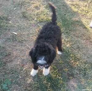 Doua cățeluse cauta casuta - imagine 2