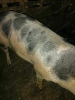 Porc de vanzare  - imagine 2 Porc de vanzare  - imagine 2
